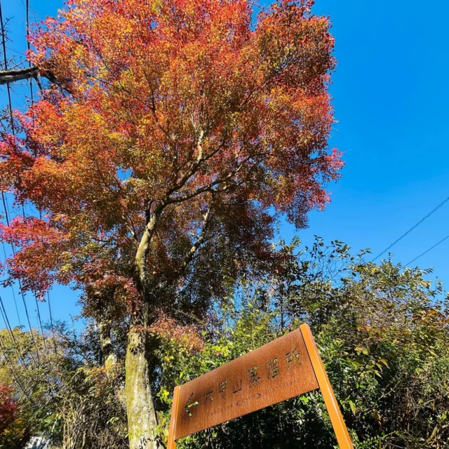 【六甲山蒸溜所の秋景色🍁】
11月23日の今年最後のツアーは大盛況に終わりました。
皆様ありがとうございました。又蒸溜所前の坂道の紅葉もちらほらと落葉🍂が始まり、いよいよ冬到来の気配が漂う今日この頃です🧣来年のツアーはまだ未定ですが、再開になりましたら、早めにホームページやインスタ等を通じてアップ致しますので宜しくお願いします。
スタッフ一同お待ちしています。

 #whisky #ウイスキー蒸溜所 #蒸溜所 #蒸留所 #蒸留 #六甲山 #rokkosan #ジャパニーズウイスキー #クラフトウイスキー #ウイスキー好きな人と繋がりたい #ウイスキー愛好家 #ウイスキーがお好きでしょ#ウイスキー好き #バー #bar #六甲山系 #神戸 #kobe #元町whisky #青山whisky #芦屋whisky #川端whisky#アクサス #axas#紅葉スポット