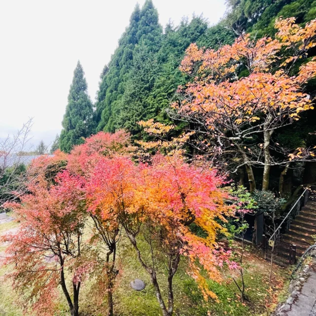 【紅葉最前線🍁】
山頂付近は今紅葉が見頃です。今日は樽を麓から運んで上がってきました。蒸溜所や熟成庫が位置する場所は勾配のある坂の上にあります。冬場は雪☃️が積もりますから通常🚚配達は厳しく蒸溜所の職員が4WDのトラックで製品等運搬しています。又蒸溜所がコンパクトな為フォークリフトが使用出来ず、トラックに装備されているユニックを使用して商品を積載しています🏗。引き続き六甲山蒸溜所を宜しくお願いします🍂