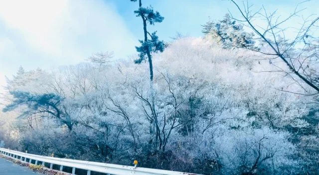 【霧氷❄️】
今朝の六甲山は、強い寒気が流れ込み、気温が氷点下になった為北側斜面には霧氷が見られました。霧氷は木々の枝に氷が張り付いた幻想的な光景で、🏔六甲山の冬の風物詩です。