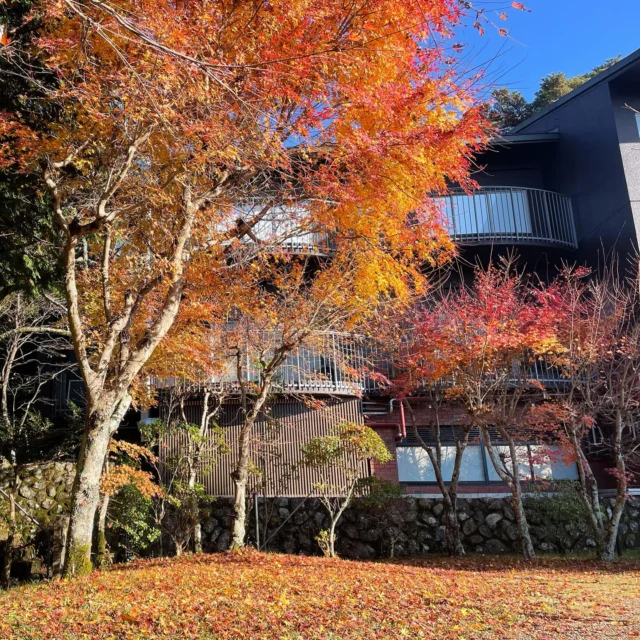【冬将軍】
綺麗に色ずいていた🍁紅葉も落葉🍂していよいよ冬到来の予感がします。日本海側はもう雪☃️の便りがあり、六甲山蒸溜所の庭にも初冠雪があるかもしれませんね✨
